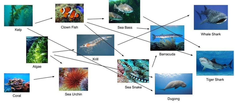 Food Web - biomes of the world